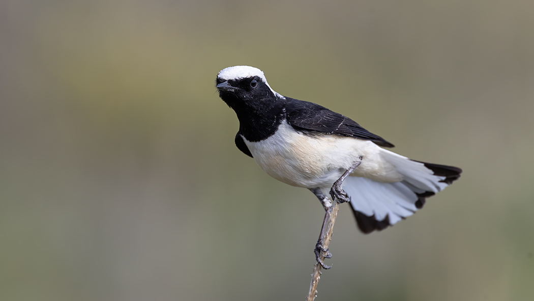 Pied Wheatear